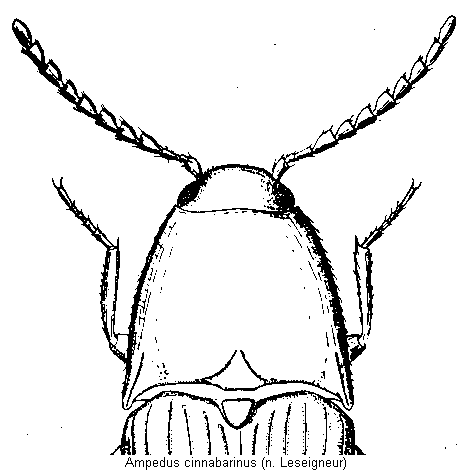ampedus_cinnabarinus_vk.gif