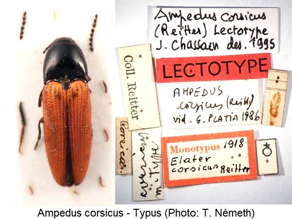 ampedus_corsicus_typus_hab.jpg