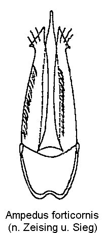 ampedus_forticornis.gif