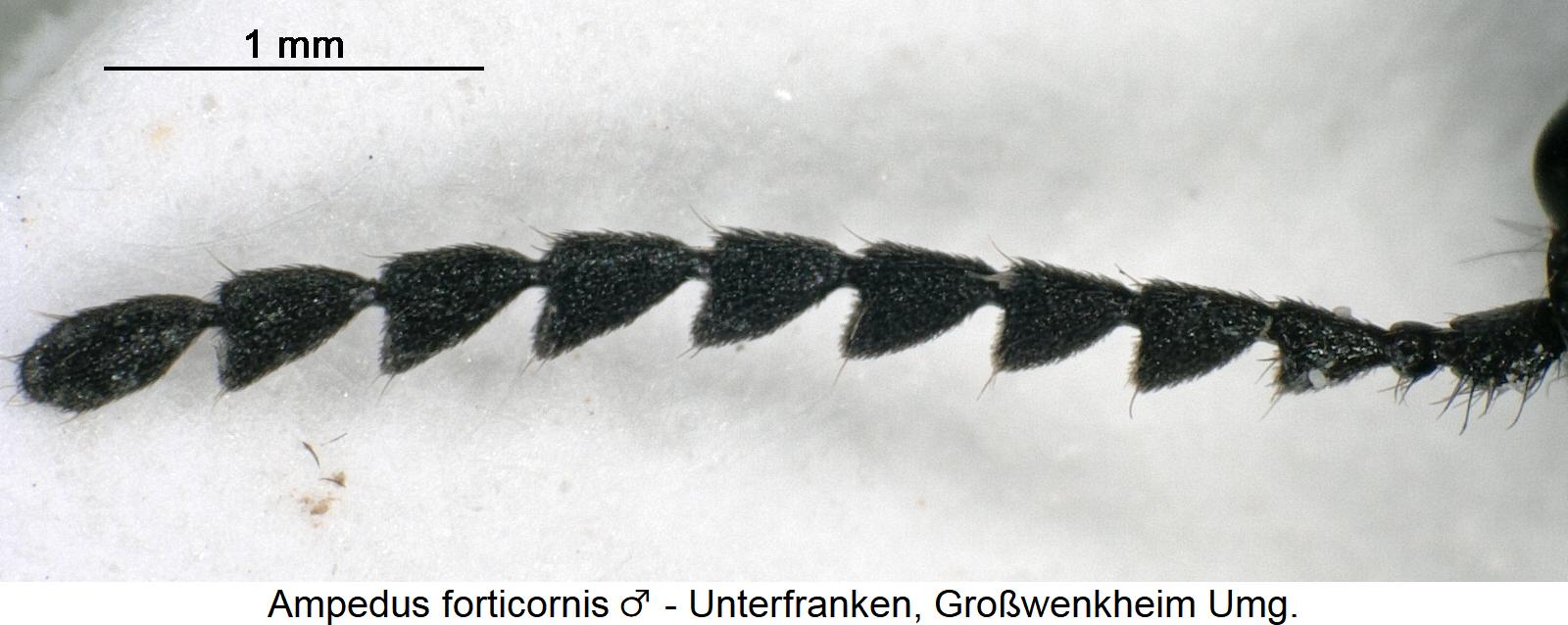 ampedus_forticornis_m_f.jpg