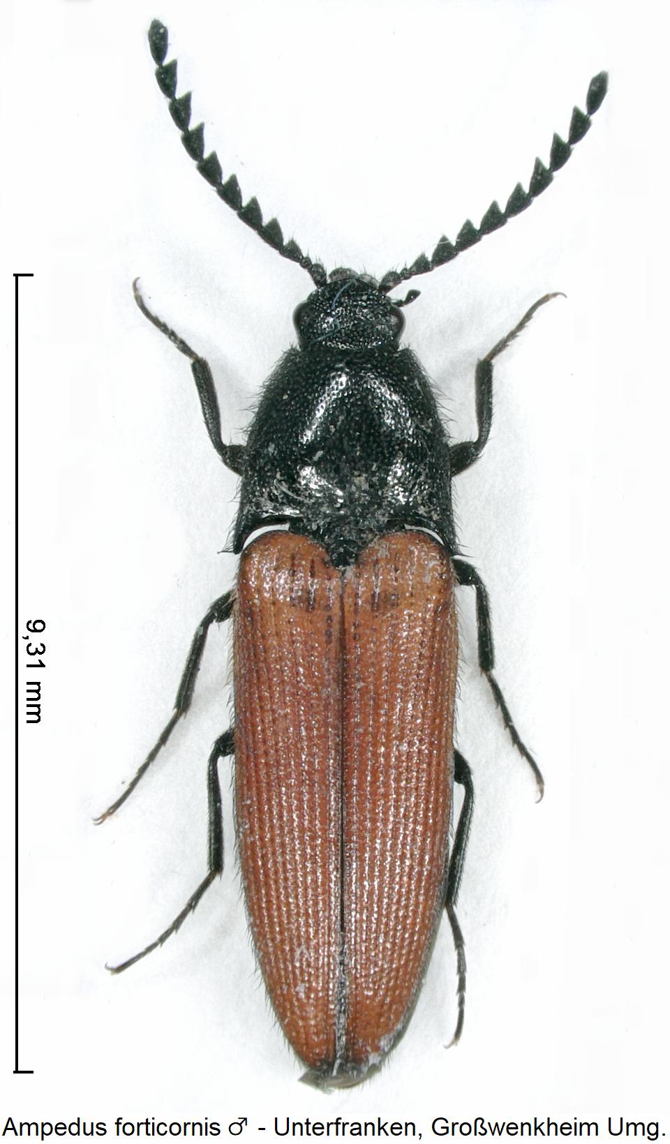 ampedus_forticornis_m_hab1.jpg