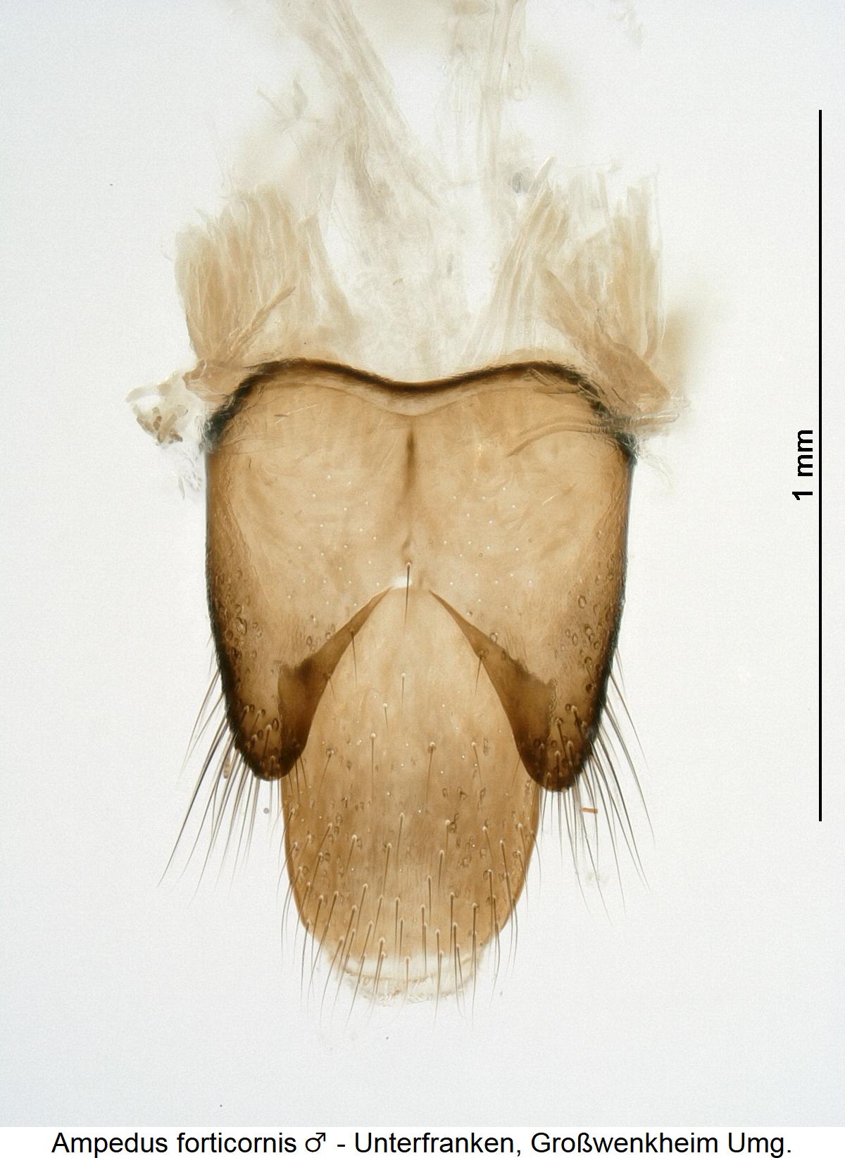 ampedus_forticornis_m_ter.jpg