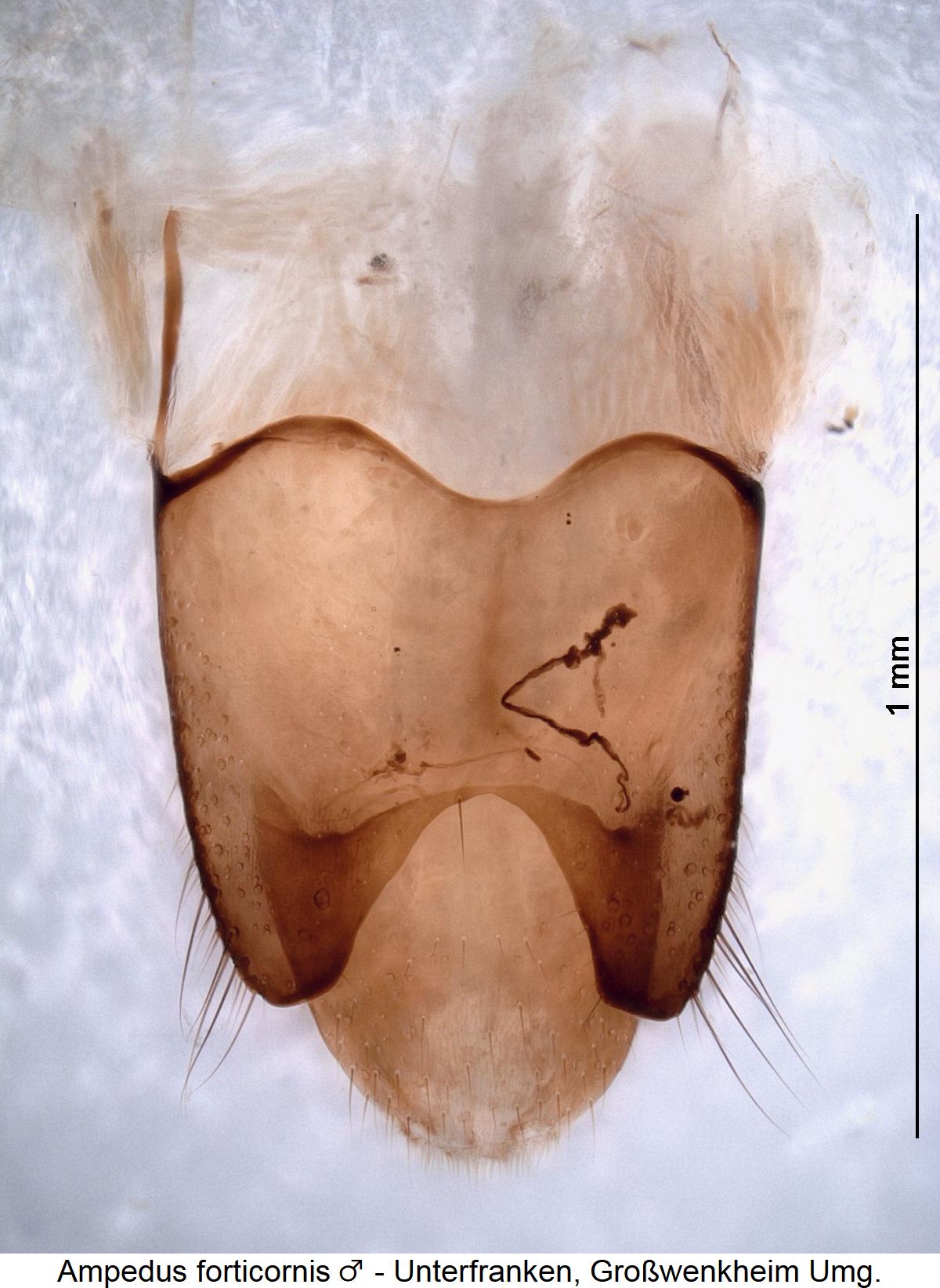 ampedus_forticornis_m_ter1.jpg