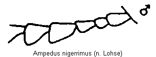 ampedus_nigerrimus_f.gif