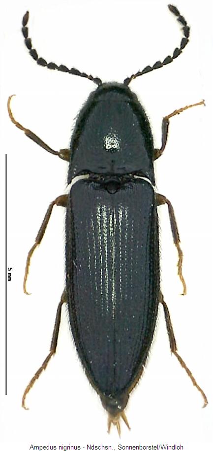 ampedus_nigrinus_hab.jpg