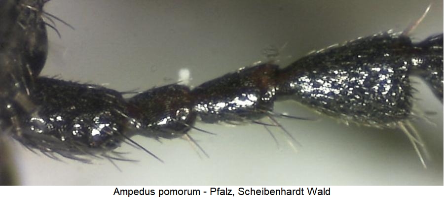 ampedus_pomorum_f.jpg