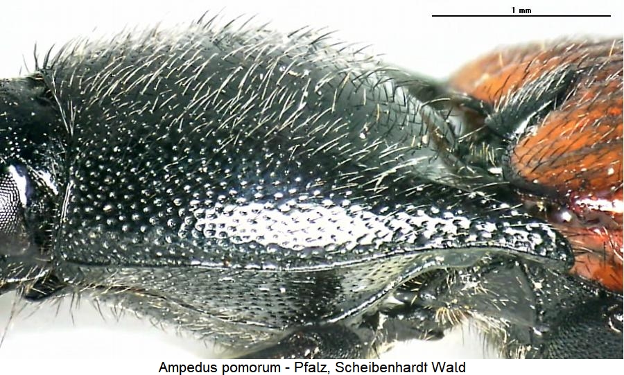 ampedus_pomorum_hsch.jpg