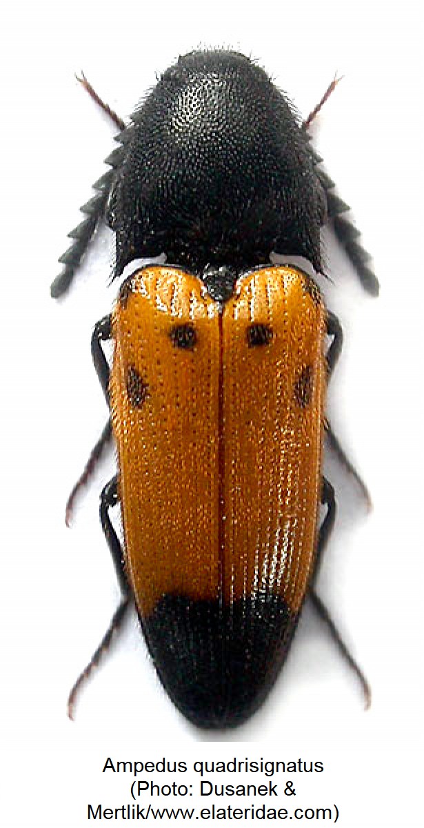ampedus_quadrisignatus_hab.jpg