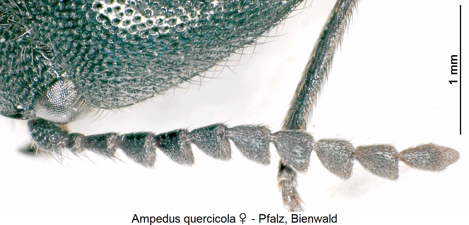 ampedus_quercicola_w_f1.jpg