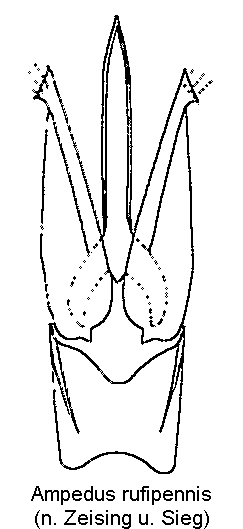 ampedus_rufipennis.gif