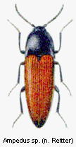 ampedus_sp_rtt.gif