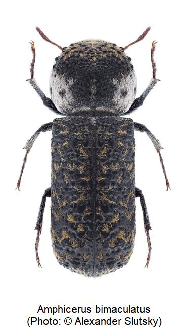amphicerus_bimaculatus_hab.jpg