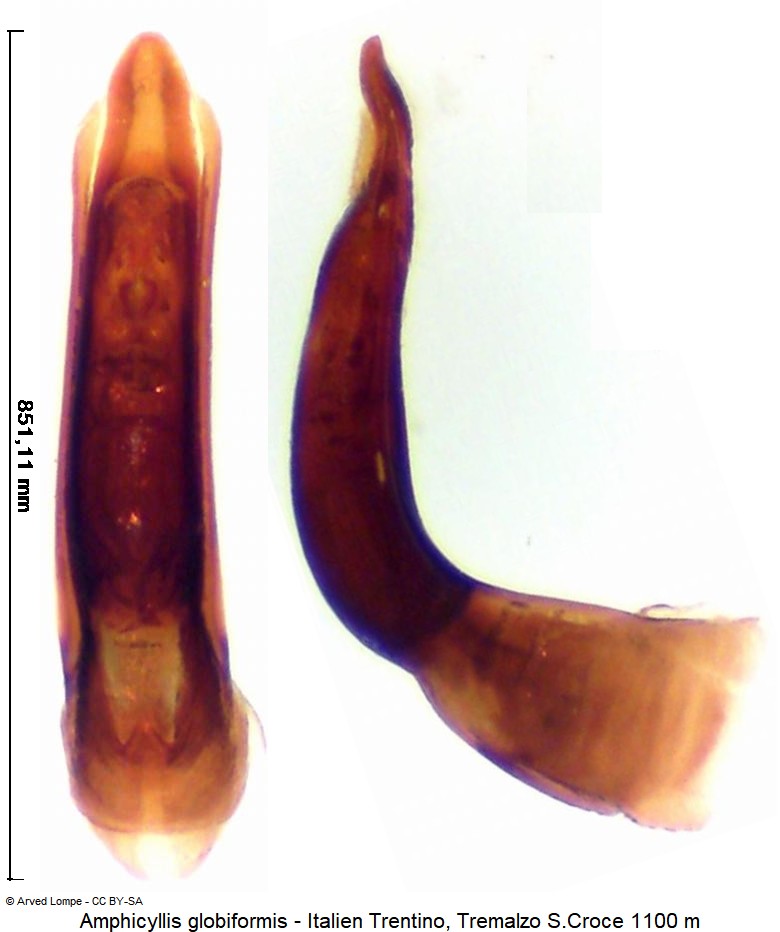 amphicyllis_globiformis.jpg