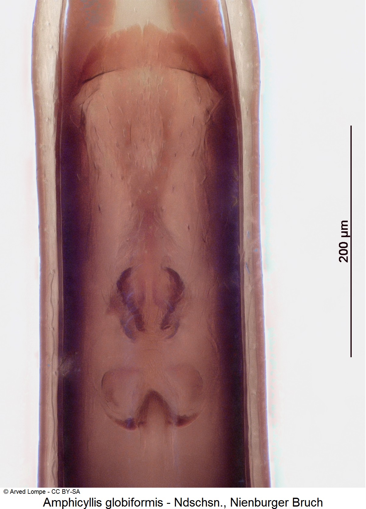 amphicyllis_globiformis_ck35551349.jpg