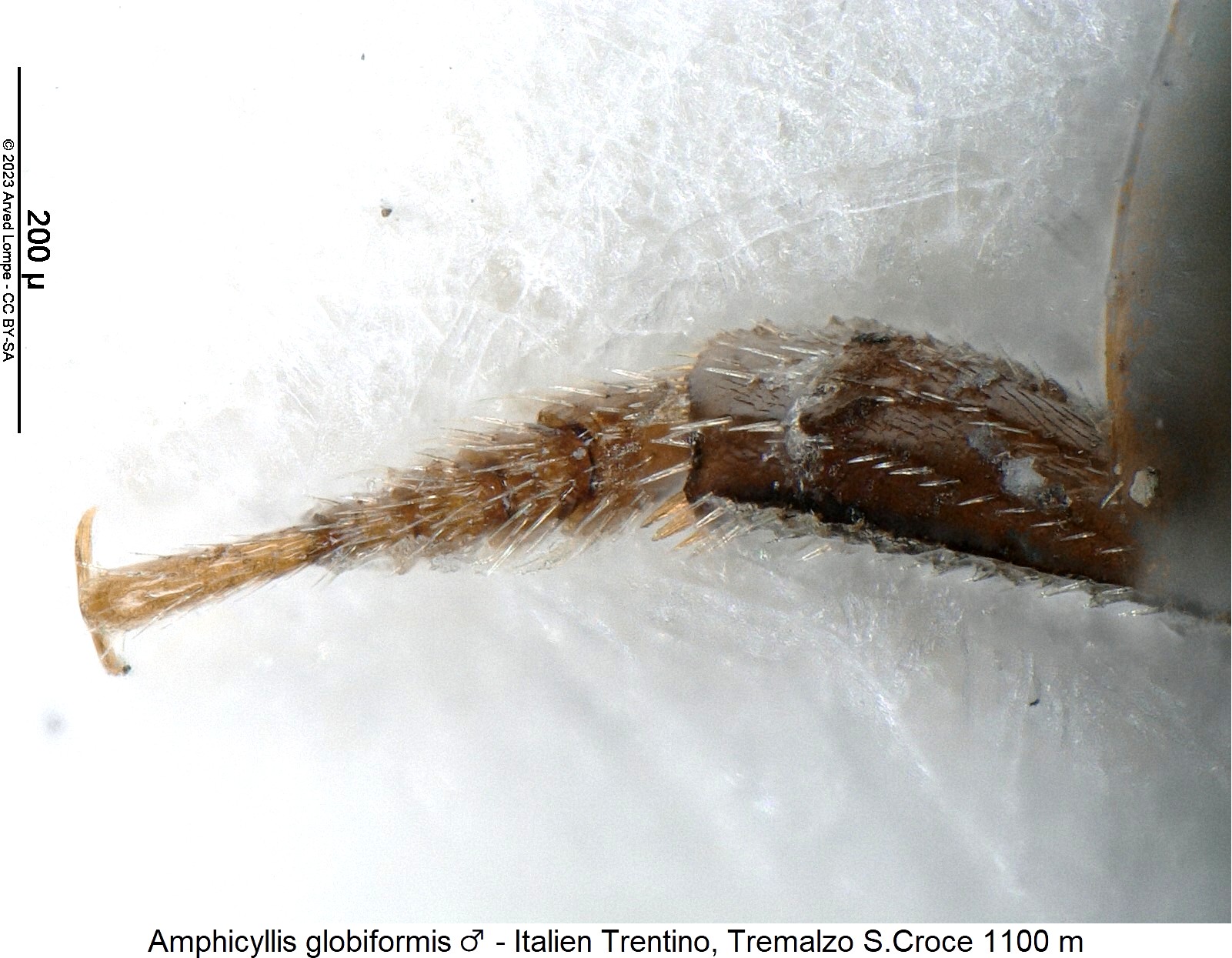 amphicyllis_globiformis_m_vtr.jpg