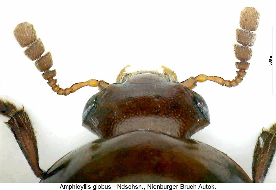 amphicyllis_globus_vk.jpg