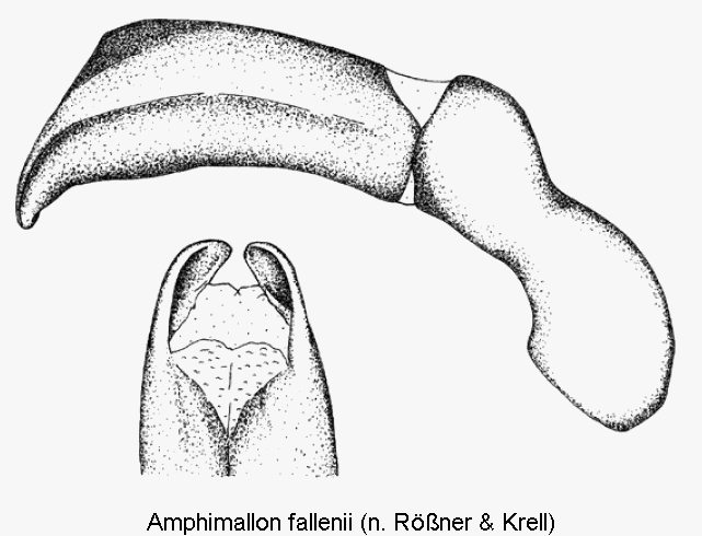 amphimallon_fallenii.gif