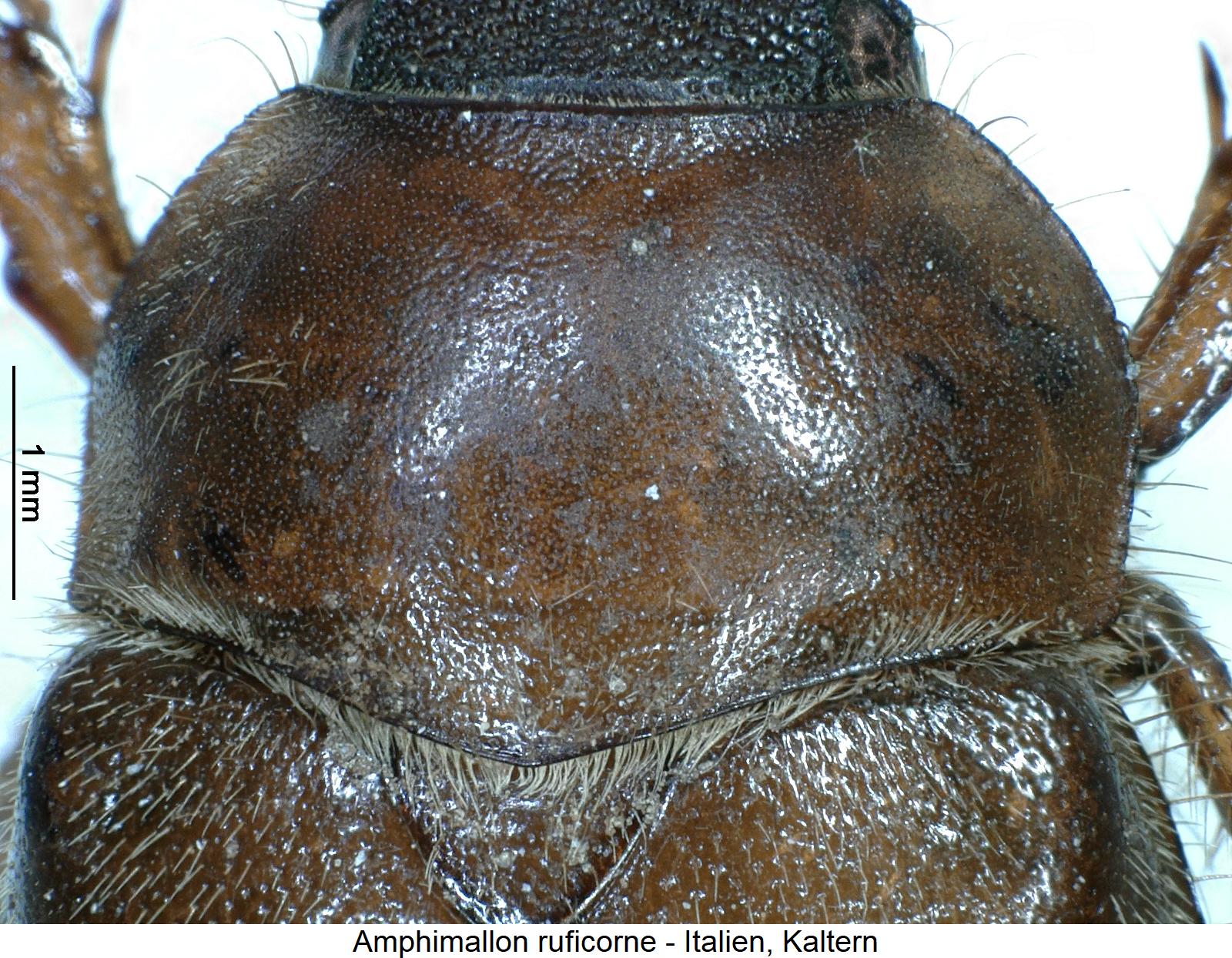 amphimallon_ruficorne_hsch.jpg