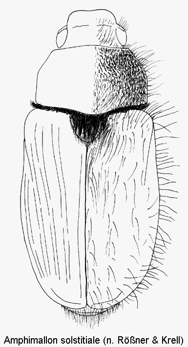amphimallon_solstitiale_hab.gif