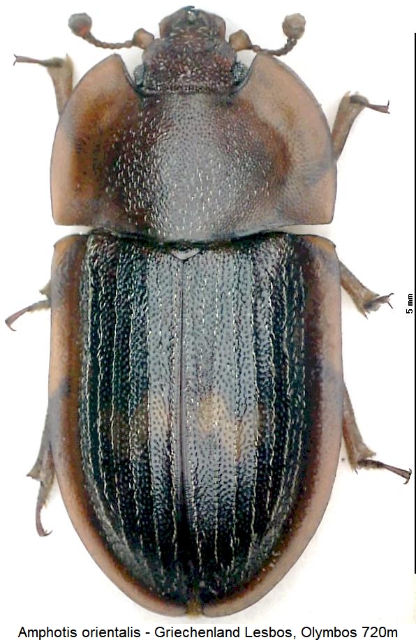 amphotis_orientalis_hab.jpg