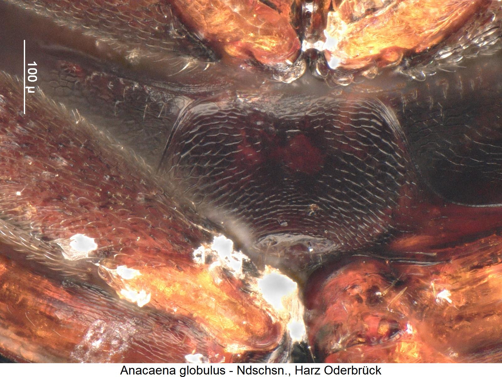 anacaena_globulus_mbr.jpg