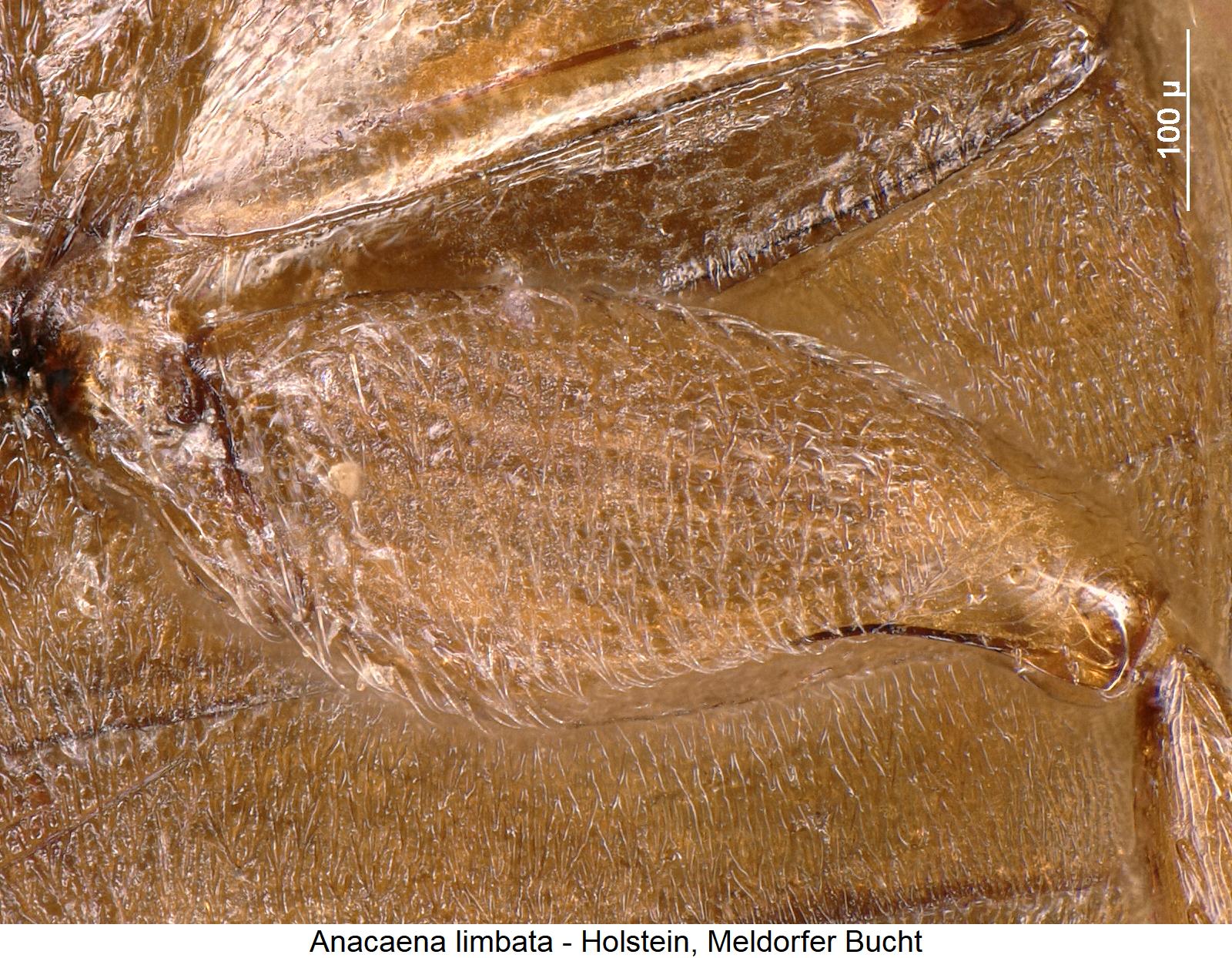 anacaena_limbata_hschl.jpg