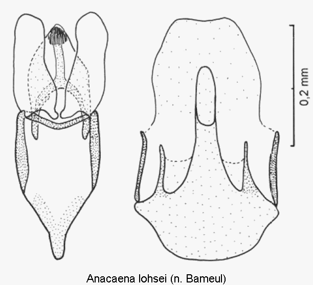 anacaena_lohsei.gif