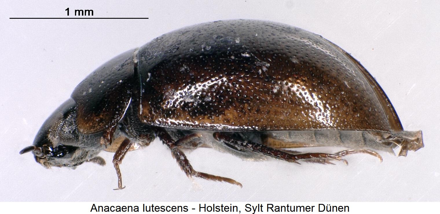 anacaena_lutescens_sa.jpg