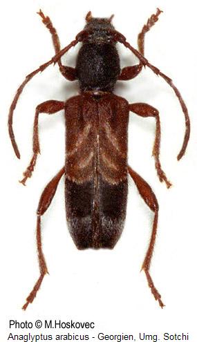 anaglyptus_arabicus_hab.jpg