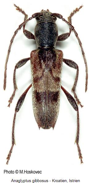 anaglyptus_gibbosus.jpg