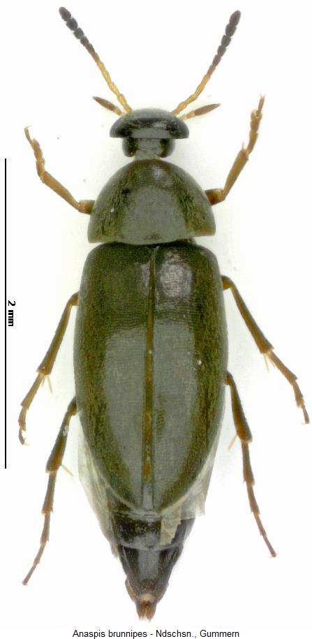 anaspis_brunnipes_hab.jpg