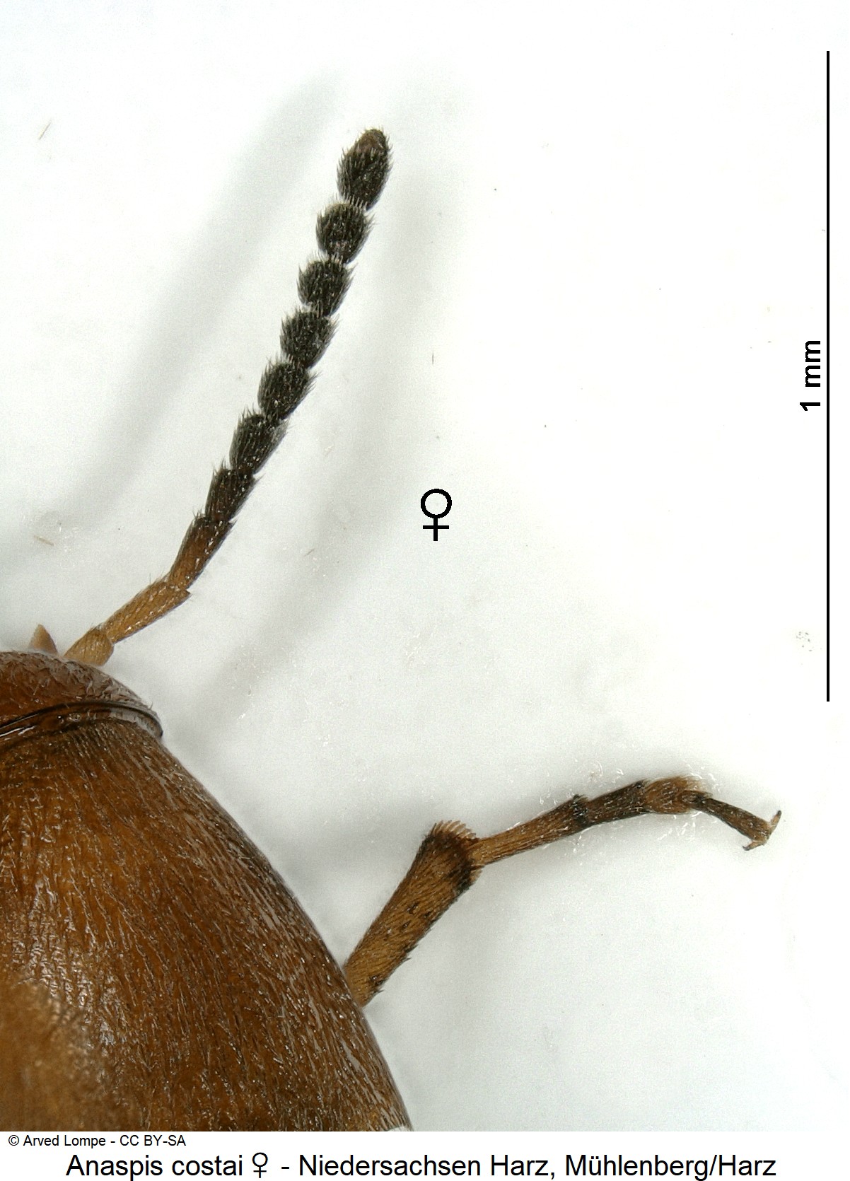 anaspis_costai_w_ck37049399_f.jpg