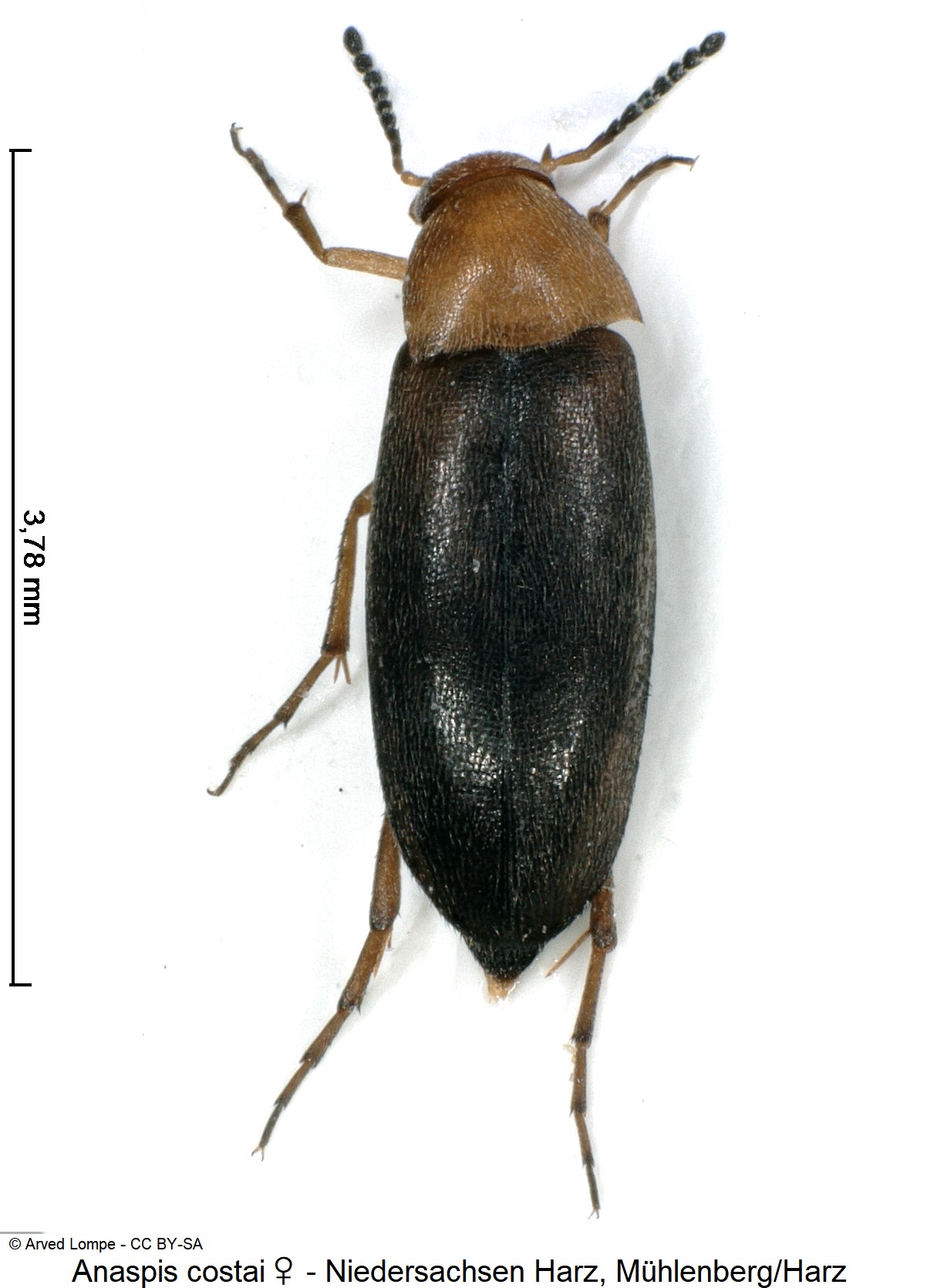 anaspis_costai_w_ck37049399_hab.jpg