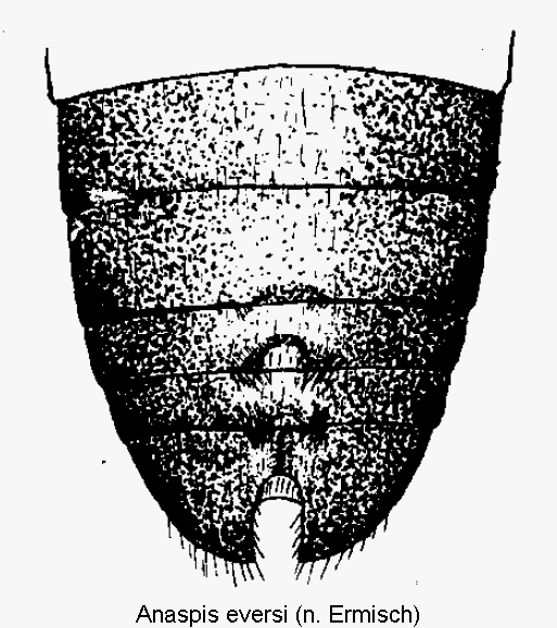 anaspis_eversi_abd.gif