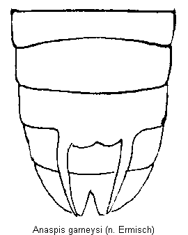 anaspis_garneysi_hlb.gif