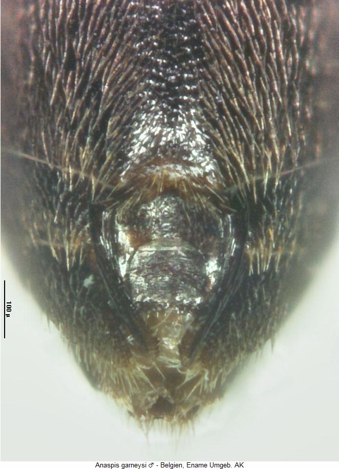 anaspis_garneysi_ster.jpg