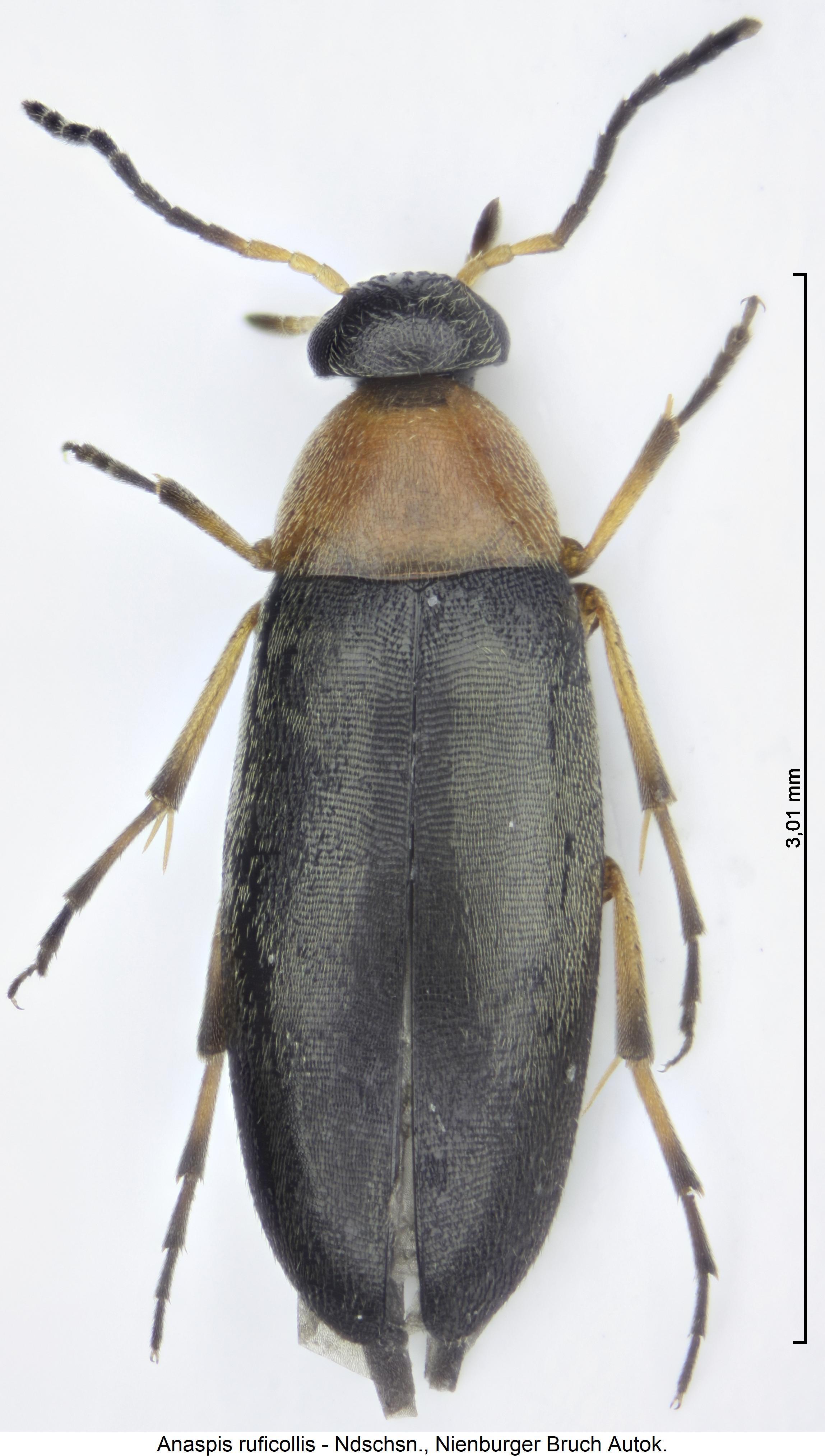 anaspis_ruficollis_hab.jpg
