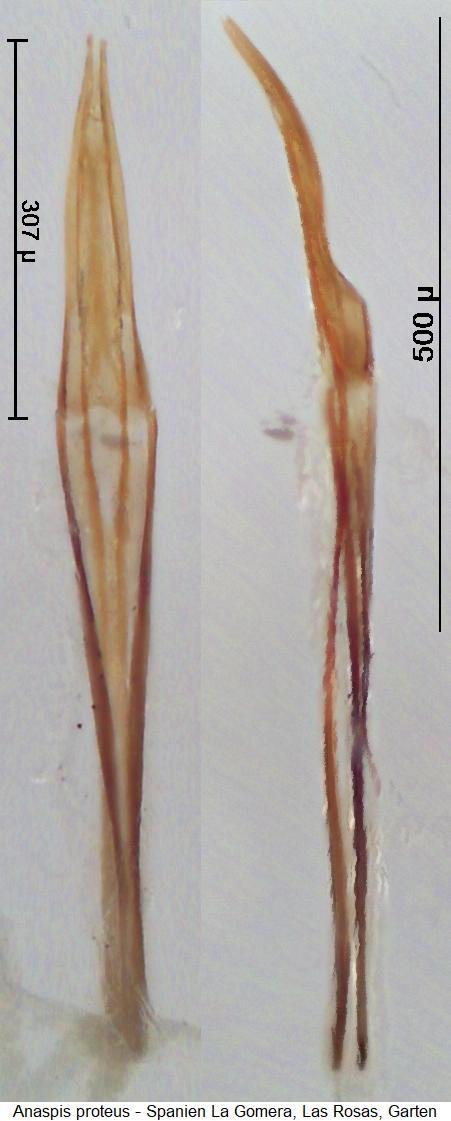 anaspis_sp_gomera.jpg