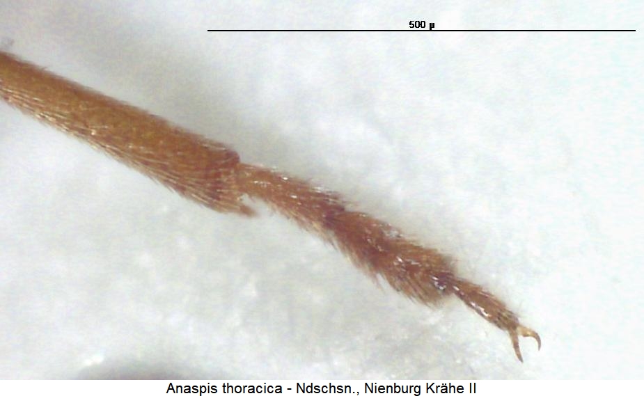 anaspis_thoracica_vtr.jpg