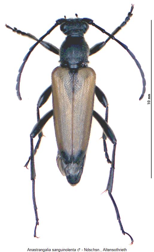 anastrangalia_sanguinolenta_m_hab.jpg