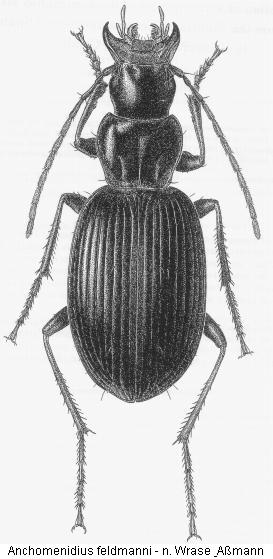 anchomenidius_feldmanni_hab.jpg