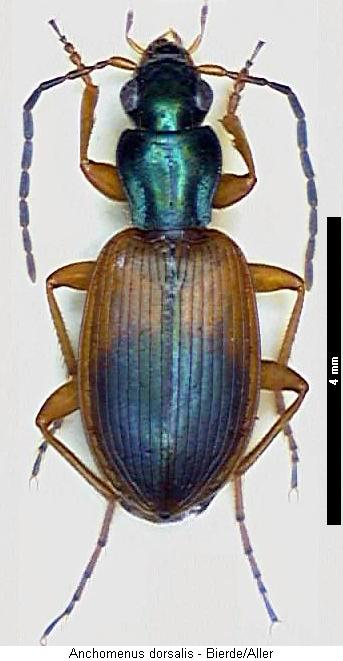 anchomenus_dorsalis_hab.jpg