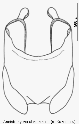 ancistronycha_abdominalis2.gif