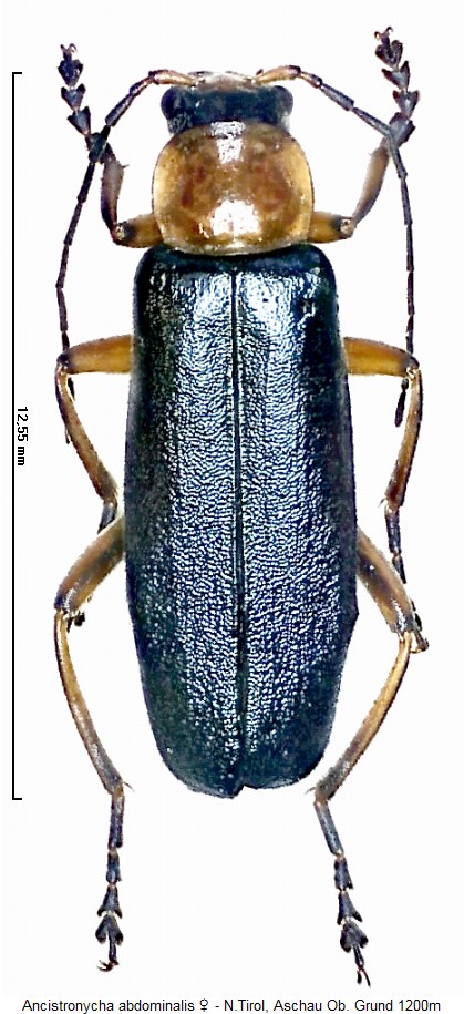 ancistronycha_abdominalis_hab.jpg