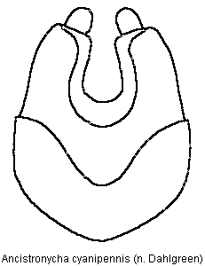 ancistronycha_cyanipennis.gif