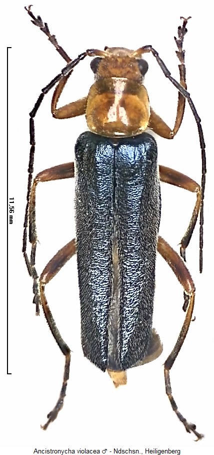 ancistronycha_violacea_hab.jpg