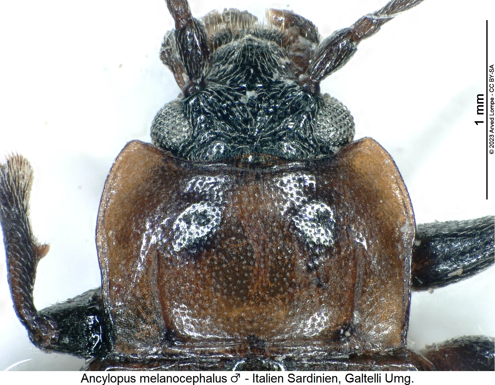 ancylopus_melanocephalus_m_vk.jpg