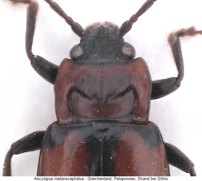 ancylopus_melanocephalus_vk.jpg