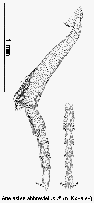 anelastes_abbreviatus_m_hschn.gif