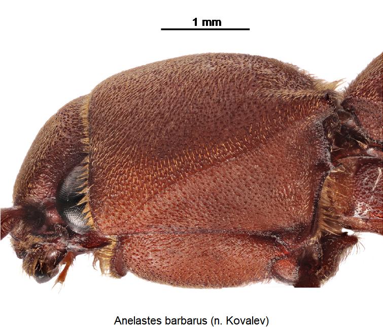 anelastes_barbarus_hsch_sa.jpg